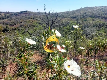 Terreno Agricola ou Rústico para Venda em Odeleite