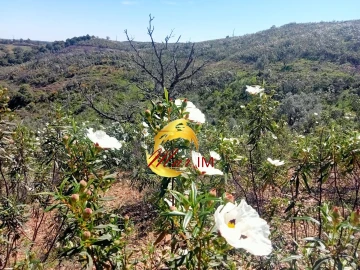 Terreno Agricola ou Rústico para Venda em Odeleite