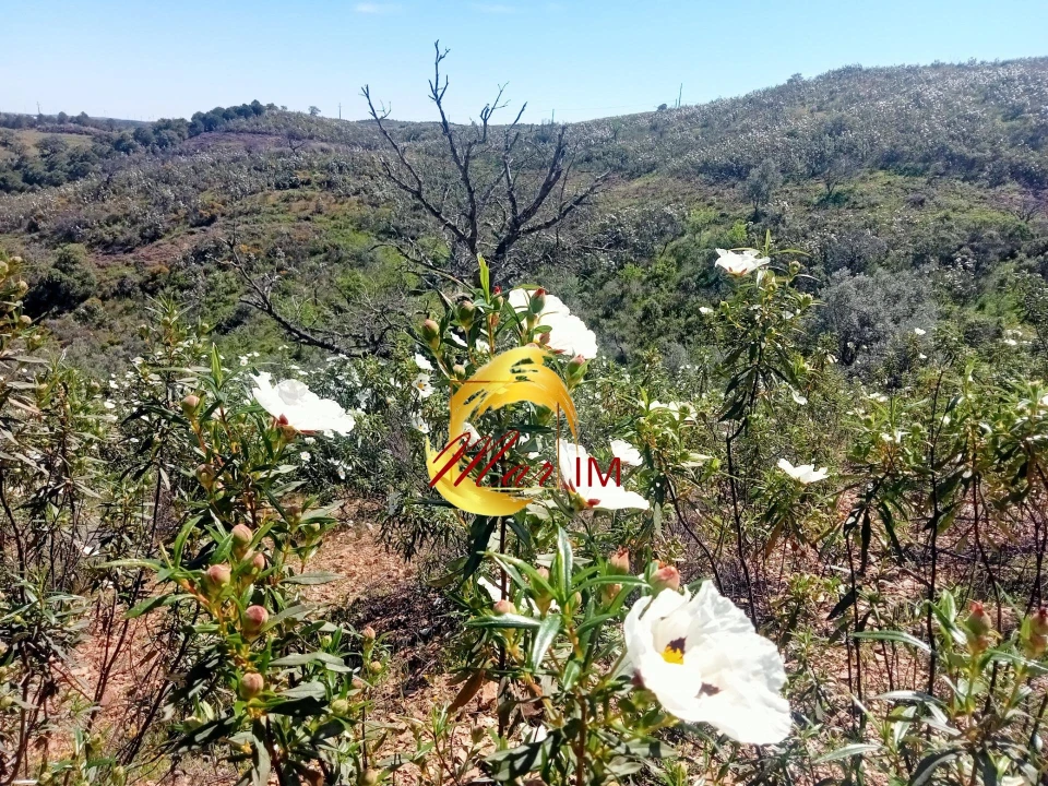 Terreno Agricola ou Rústico para Venda em Odeleite Foto 6