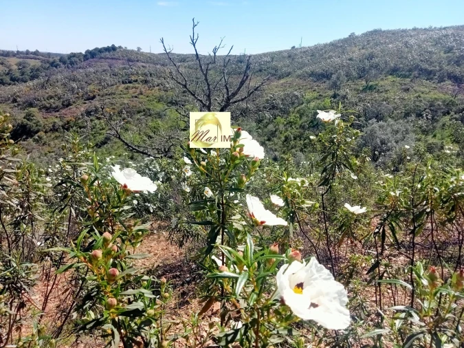 Terreno Agricola ou Rústico para Venda em Odeleite Foto 5