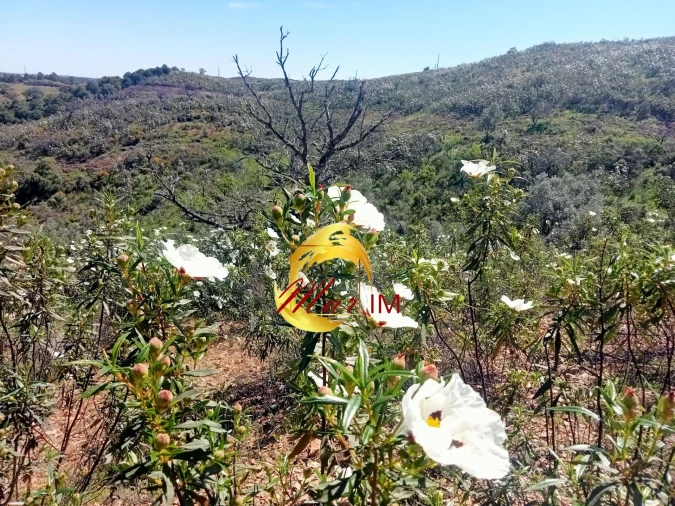 Terreno Agricola ou Rústico para Venda em Odeleite Foto 6