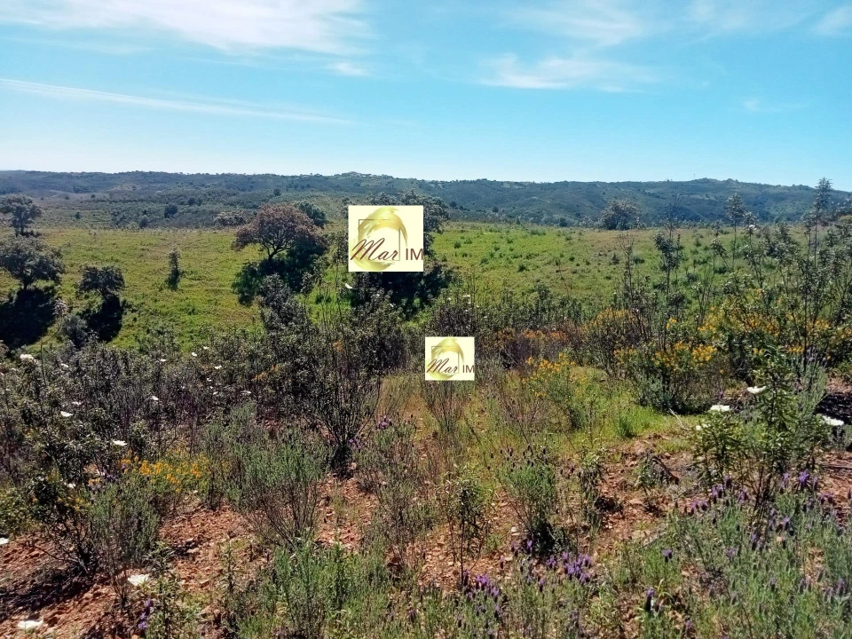 Terreno Agricola ou Rústico para Venda em Azinhal Foto 2