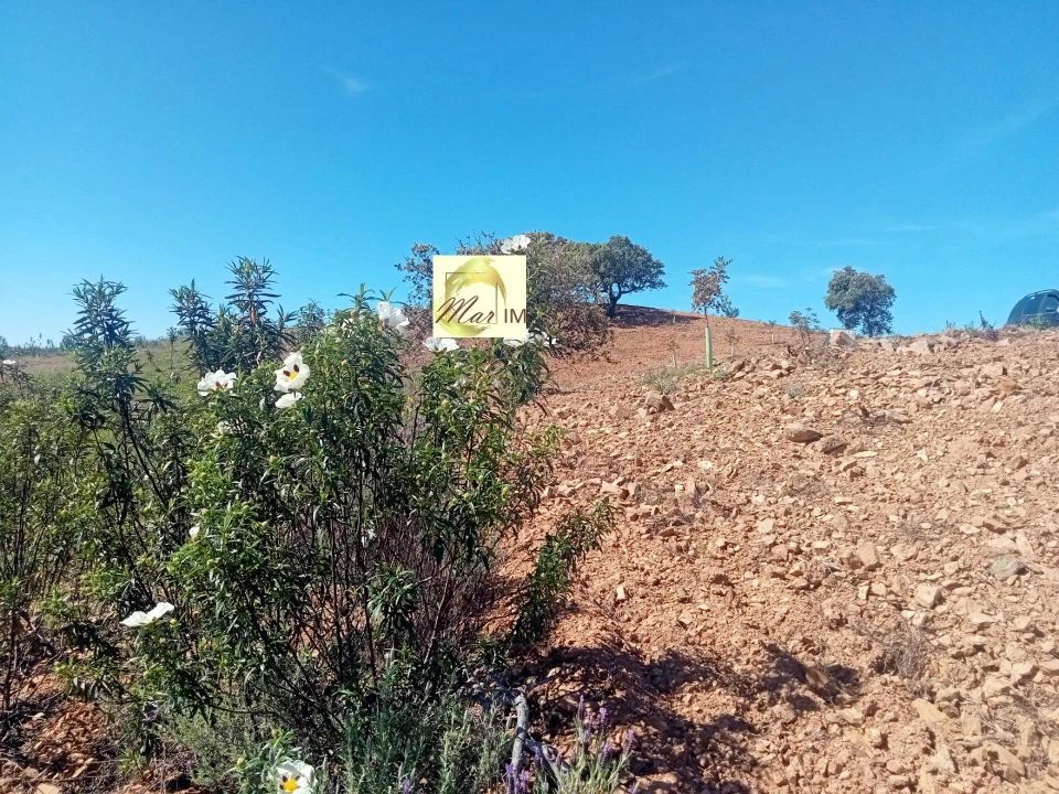 Terreno Agricola ou Rústico para Venda em Azinhal Foto 3