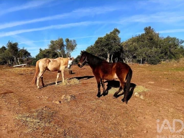 Terreno para Venda em Barão de São Miguel