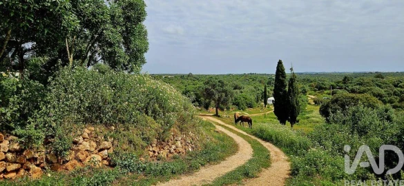 Terreno para Venda em Barão de São Miguel