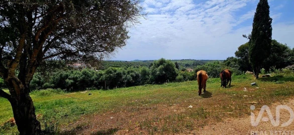 Terreno para Venda em Barão de São Miguel