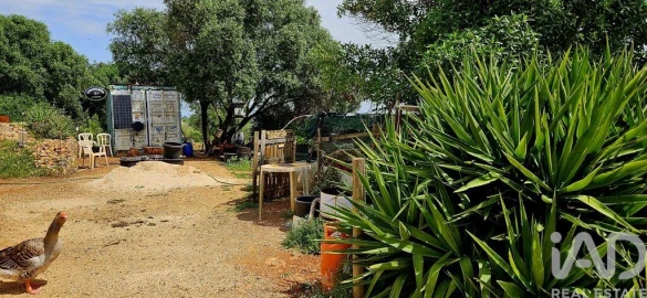 Terreno para Venda em Barão de São Miguel