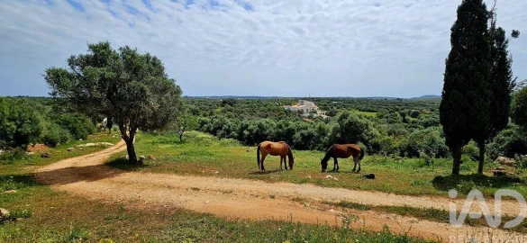 Terreno para Venda em Barão de São Miguel