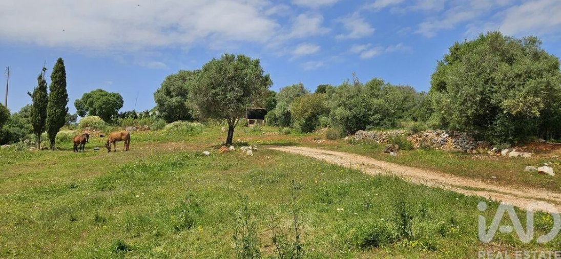 Terreno para Venda em Barão de São Miguel Foto 13