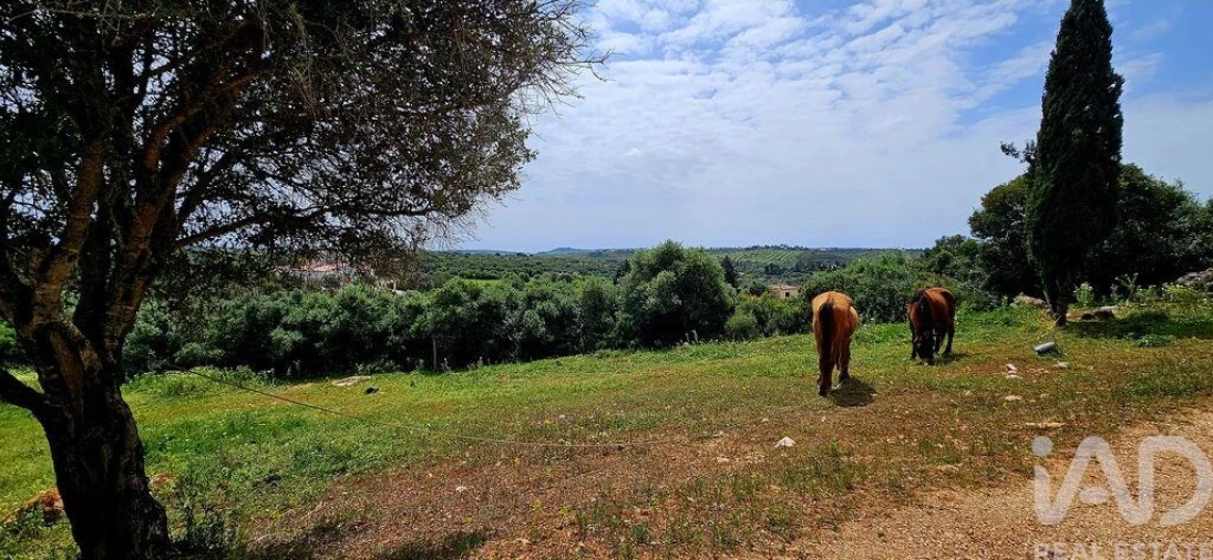 Terreno para Venda em Barão de São Miguel Foto 12