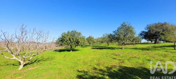 Terreno para Venda em Ferreiras