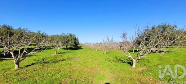 Terreno para Venda em Ferreiras