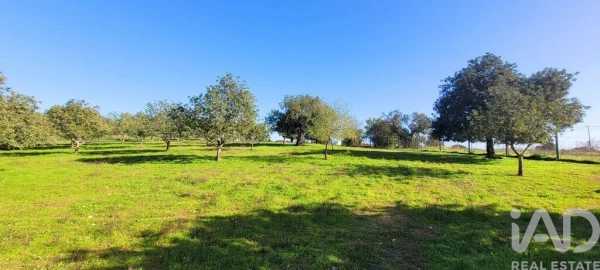 Terreno para Venda em Ferreiras