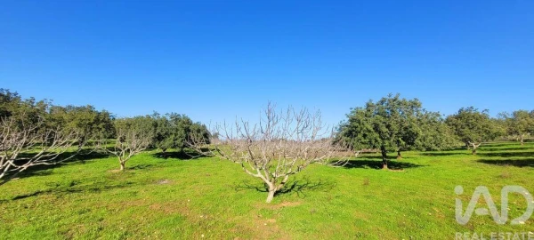 Terreno para Venda em Ferreiras