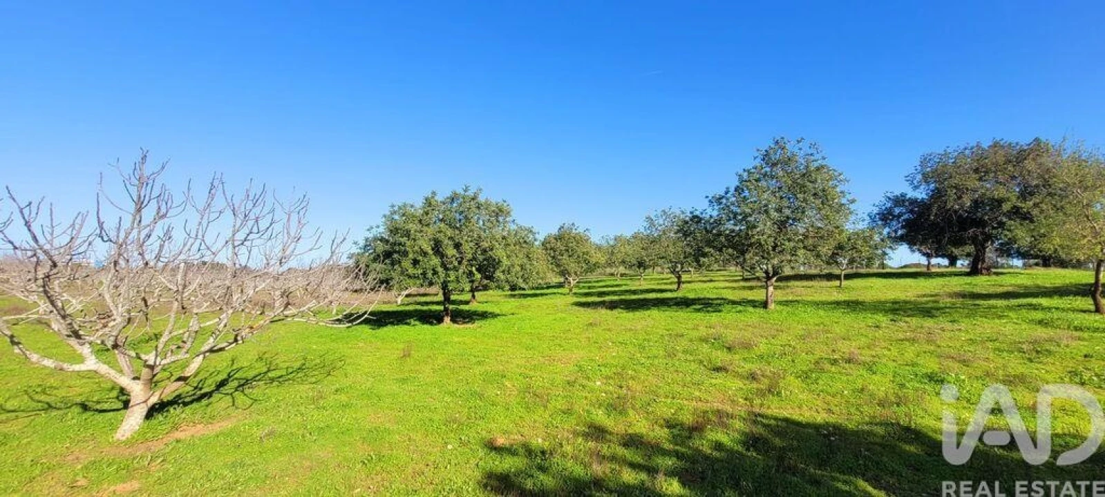 Terreno para Venda em Ferreiras Foto 16