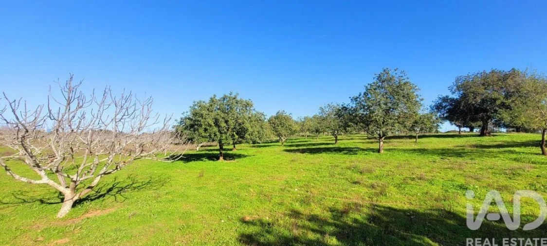 Terreno para Venda em Ferreiras Foto 16