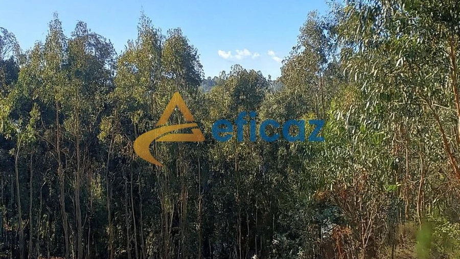 Terreno Agricola ou Rústico para Venda em Lagares e Figueira