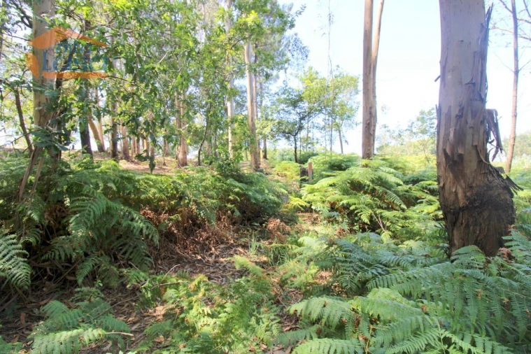 Terreno Agricola ou Rústico para Venda em Serzedo e Perosinho Foto 20
