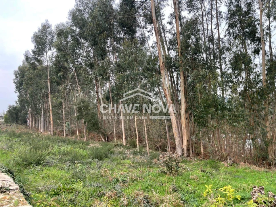 Terreno Agricola ou Rústico para Venda em Carregosa Foto 6