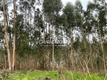 Terreno Agricola ou Rústico para Venda em Carregosa