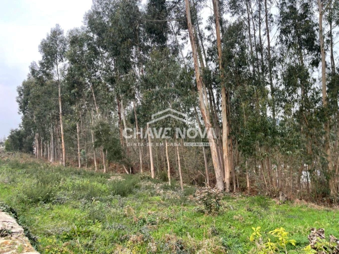 Terreno Agricola ou Rústico para Venda em Carregosa Foto 6