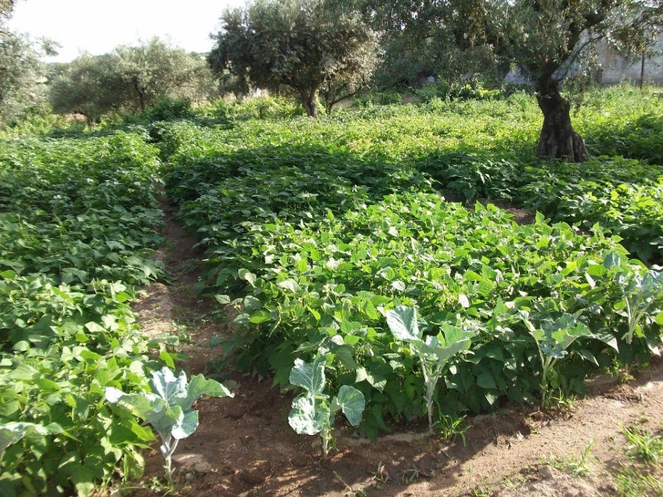 Terreno Agricola ou Rústico para Venda em Alcains Foto 13