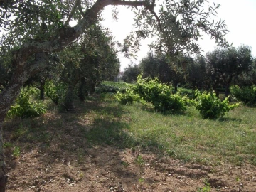 Terreno Agricola ou Rústico para Venda em Alcains