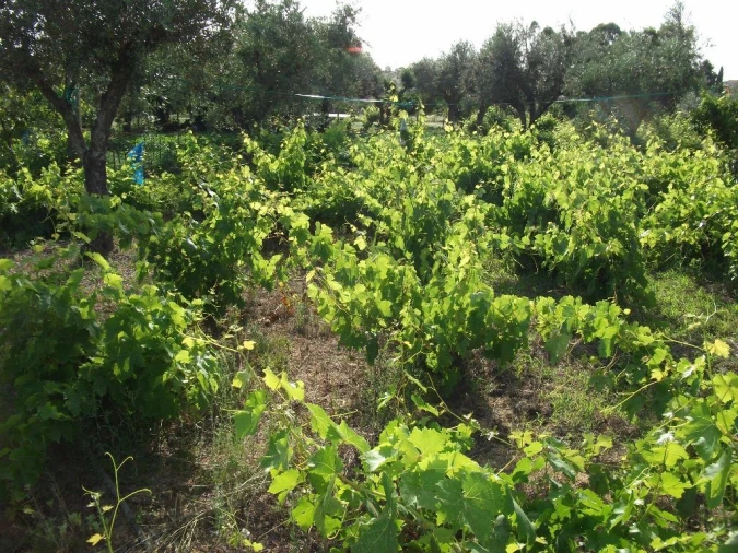 Terreno Agricola ou Rústico para Venda em Alcains Foto 11