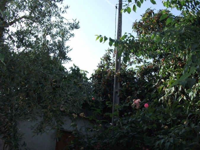 Terreno Agricola ou Rústico para Venda em Alcains Foto 15