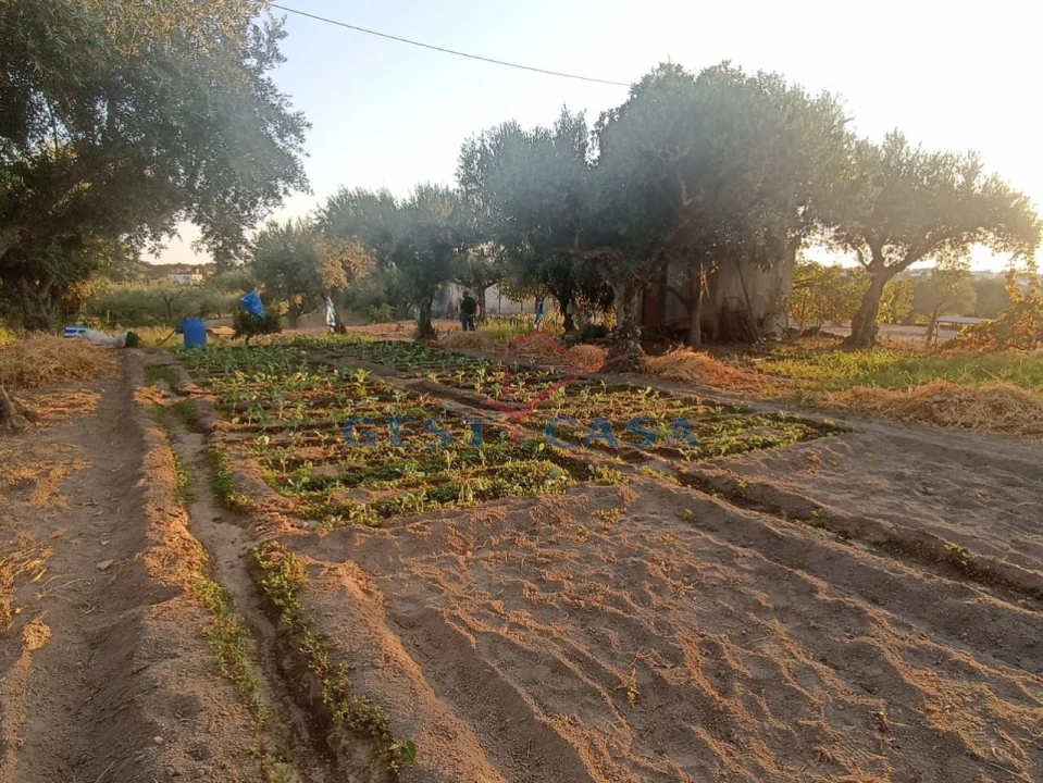 Terreno Agricola ou Rústico para Venda em Alcains Foto 7