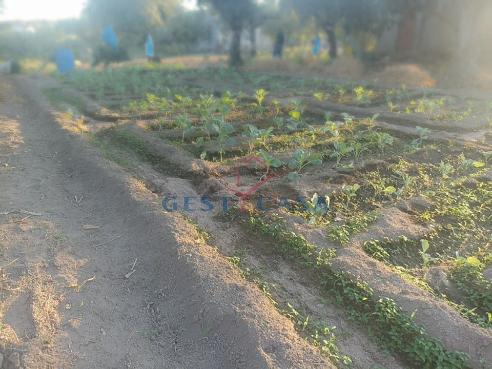 Terreno Agricola ou Rústico para Venda em Alcains Foto 8
