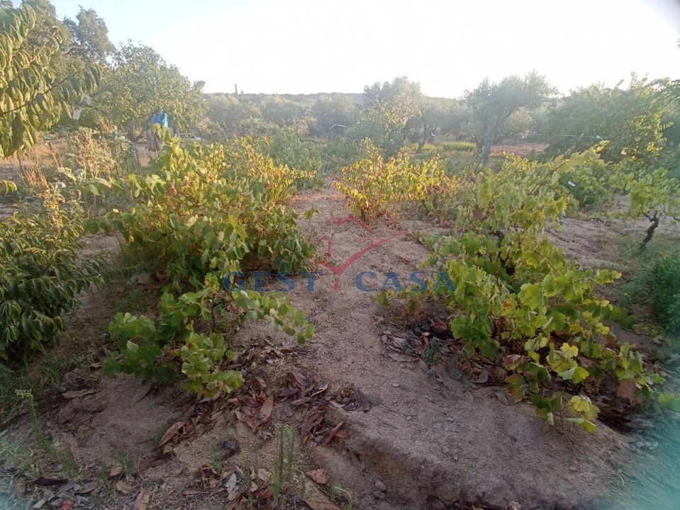 Terreno Agricola ou Rústico para Venda em Alcains Foto 9