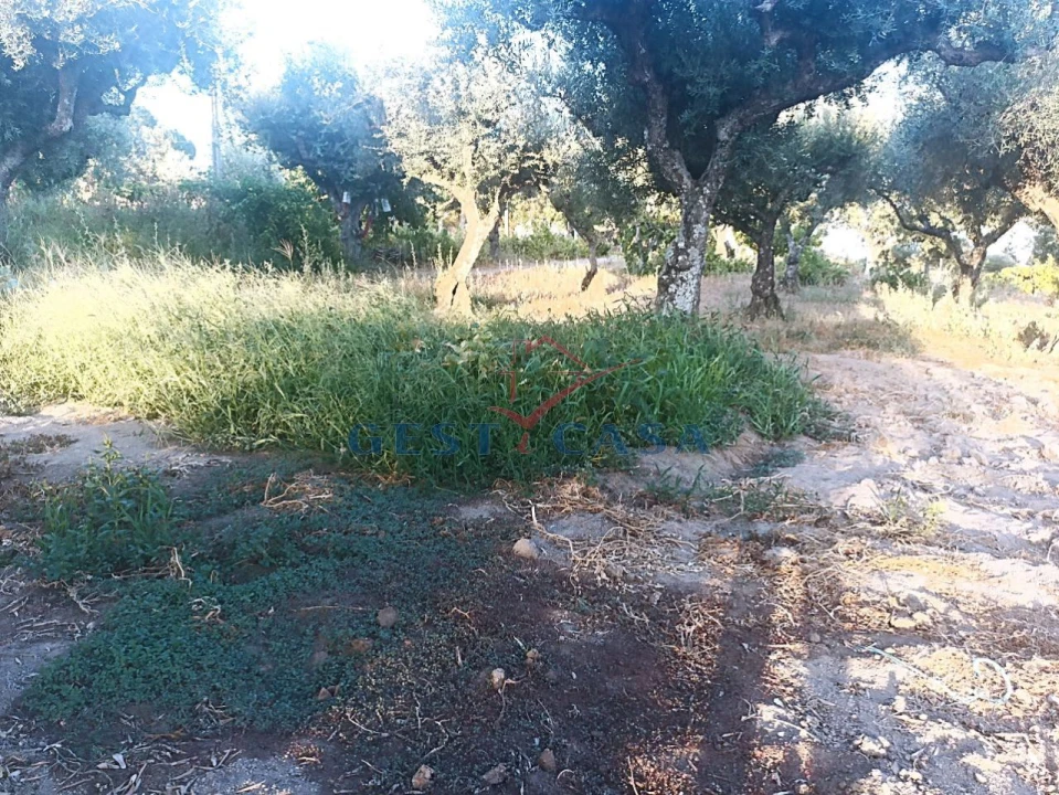 Terreno Agricola ou Rústico para Venda em Alcains Foto 13