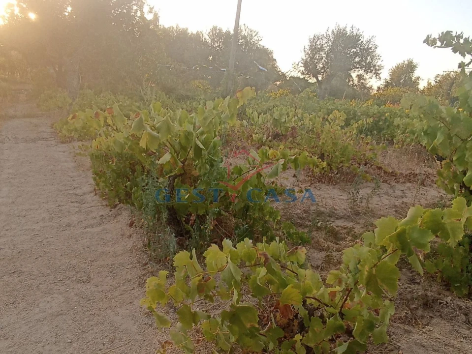 Terreno Agricola ou Rústico para Venda em Alcains Foto 16
