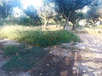 Terreno Agricola ou Rústico para Venda em Alcains