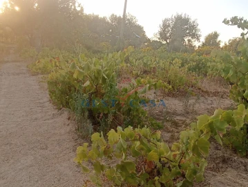 Terreno Agricola ou Rústico para Venda em Alcains