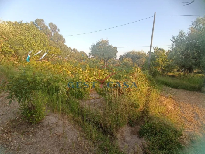Terreno Agricola ou Rústico para Venda em Alcains Foto 10