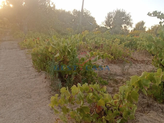 Terreno Agricola ou Rústico para Venda em Alcains Foto 16