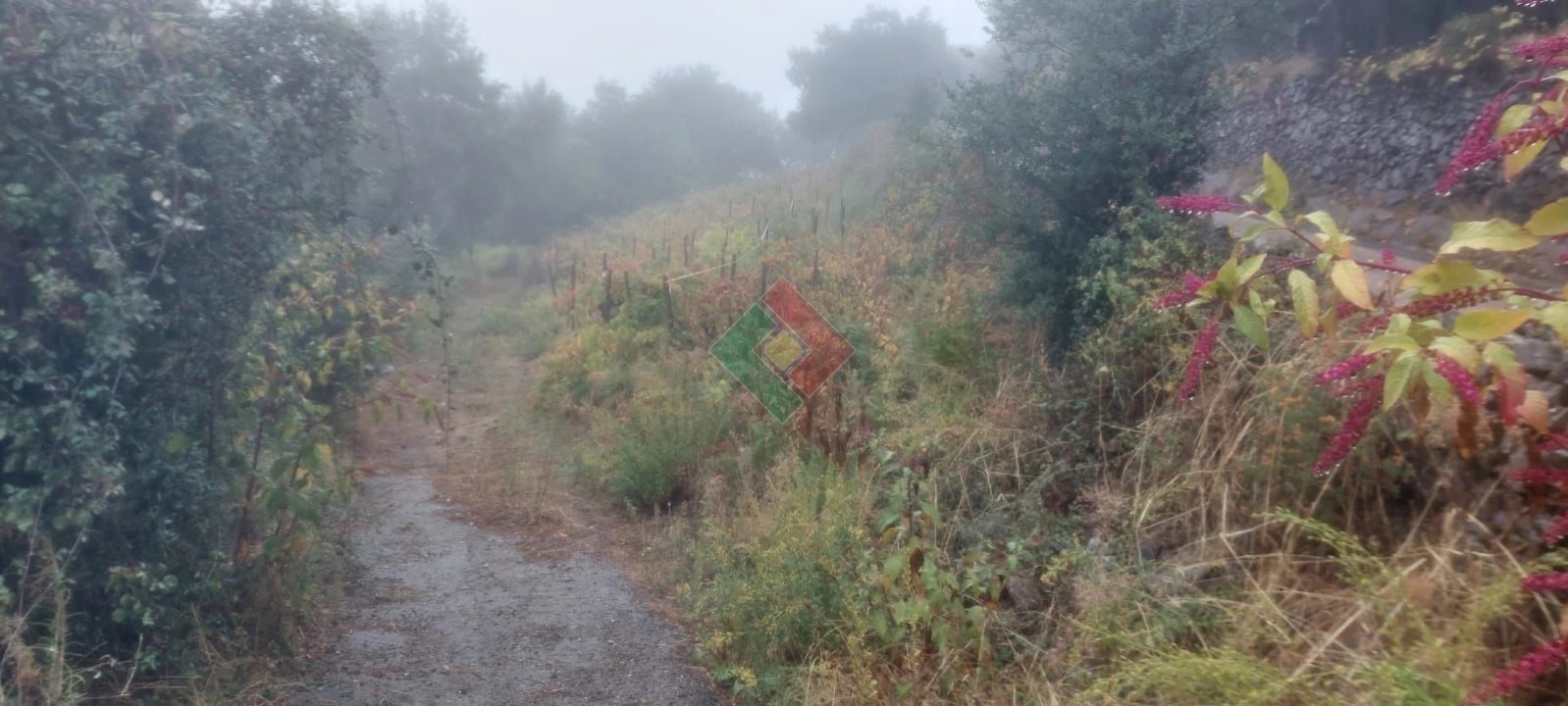 Terreno Agricola ou Rústico para Venda em São Salvador da Aramenha Foto 3