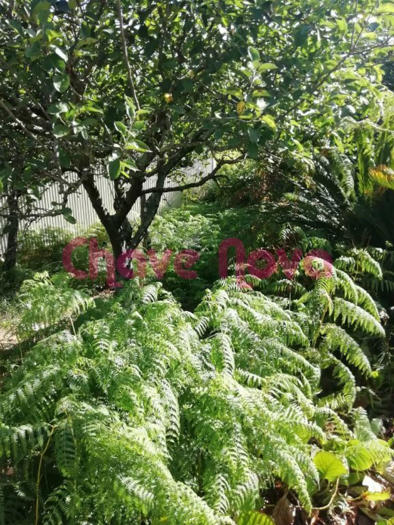 Terreno para Venda em Avintes Foto 6