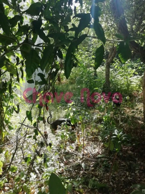 Terreno para Venda em Avintes