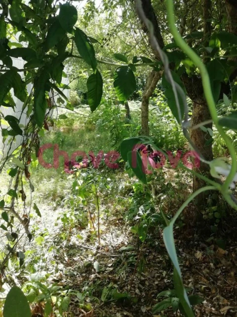 Terreno para Venda em Avintes