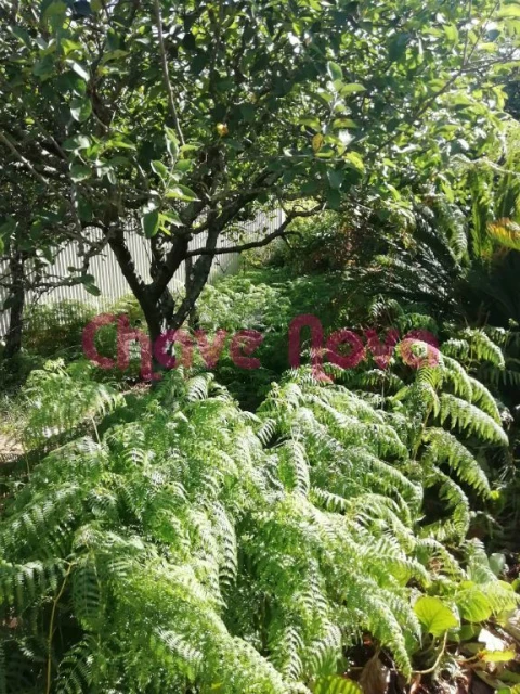 Terreno para Venda em Avintes