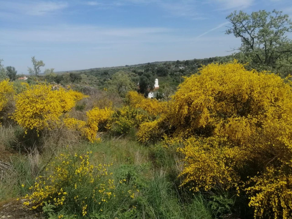 Quinta T2 para Venda em Santa Maria da Devesa Foto 20