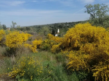 Quinta T2 para Venda em Santa Maria da Devesa