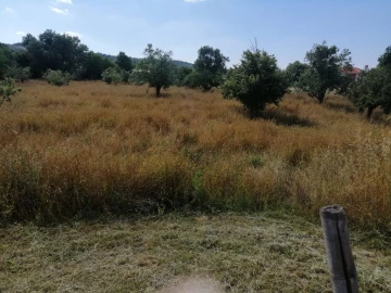 Terreno Agricola ou Rústico para Venda em Ribeira de Nisa e Carreiras