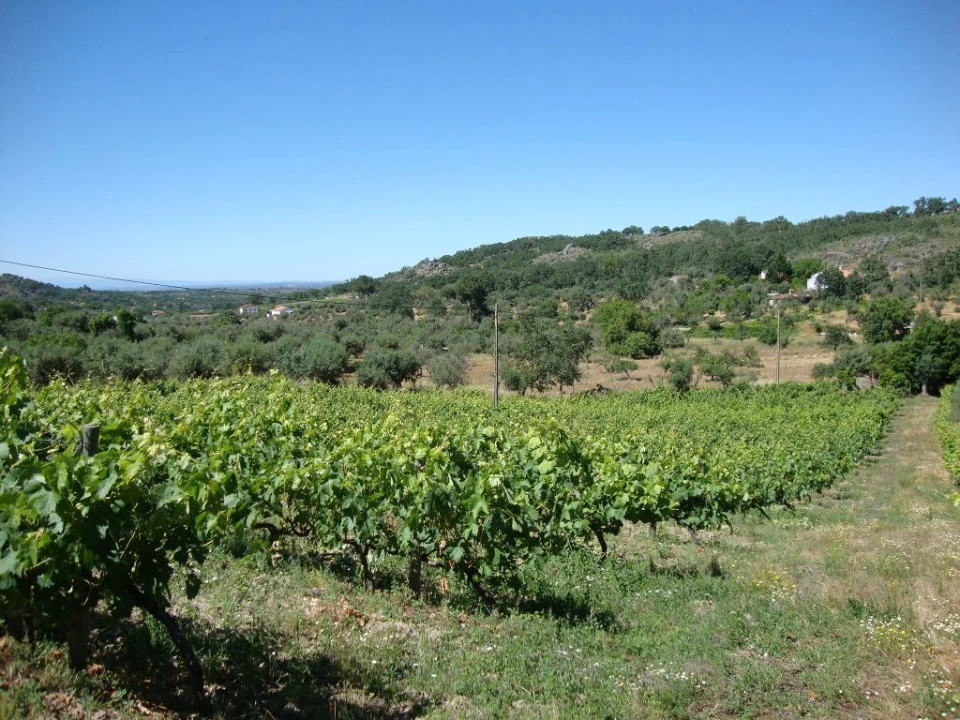 Terreno Agricola ou Rústico para Venda em Santa Maria da Devesa Foto 1