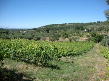 Terreno Agricola ou Rústico para Venda em Santa Maria da Devesa
