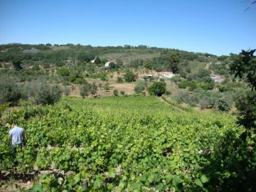 Terreno Agricola ou Rústico para Venda em Santa Maria da Devesa