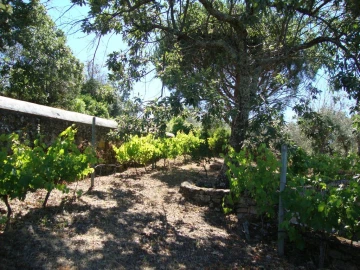 Terreno Agricola ou Rústico para Venda em Santa Maria da Devesa
